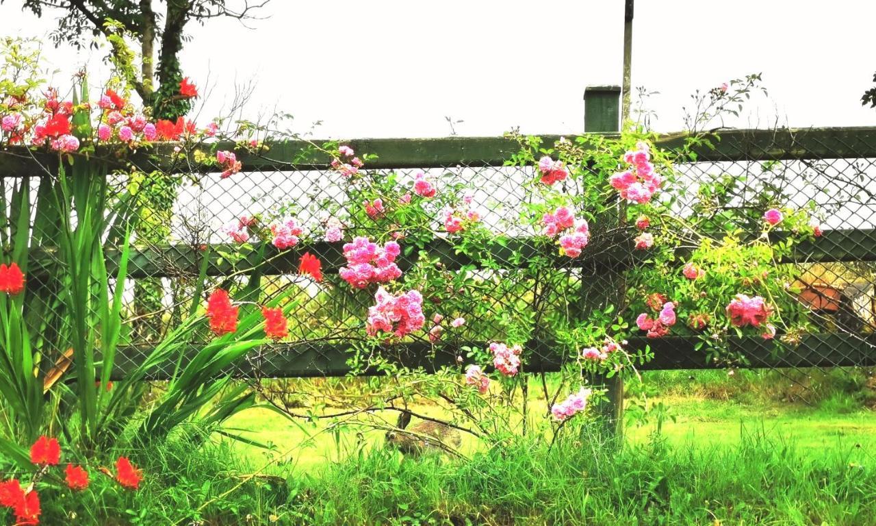 New Listing - Ladybird Cottage - Donegal - Wild Atlantic Way Donegal Town Bagian luar foto