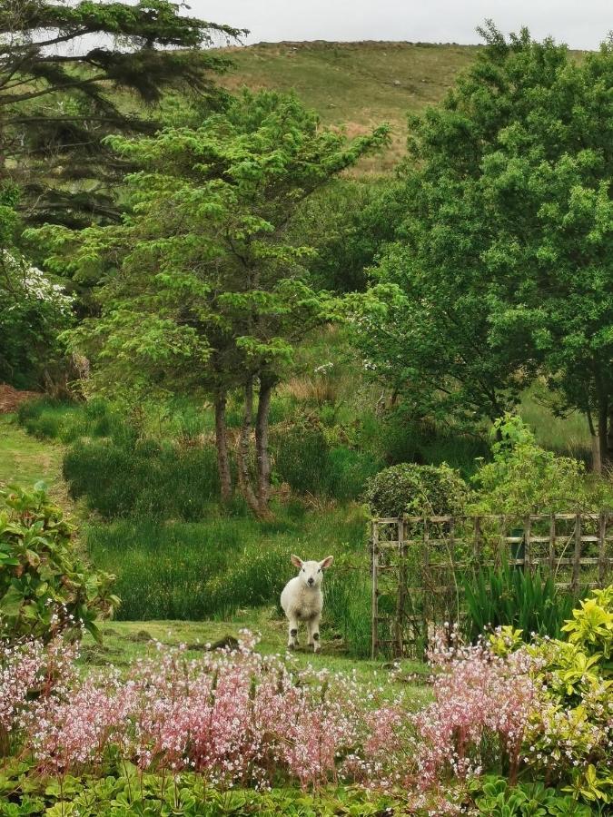 New Listing - Ladybird Cottage - Donegal - Wild Atlantic Way Donegal Town Bagian luar foto